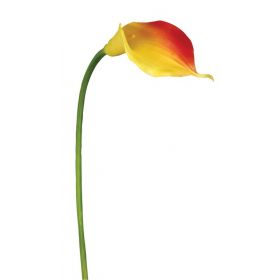 Μεταξωτό Λουλούδι Κάλλα - Μεσαία 98cm